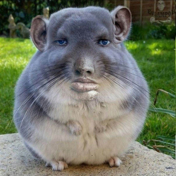 bentlybhoundhnd